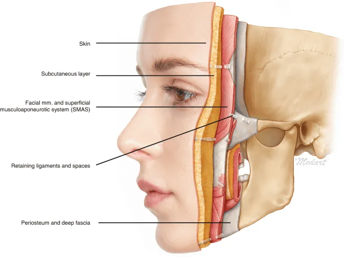 anatomia-strati-viso
